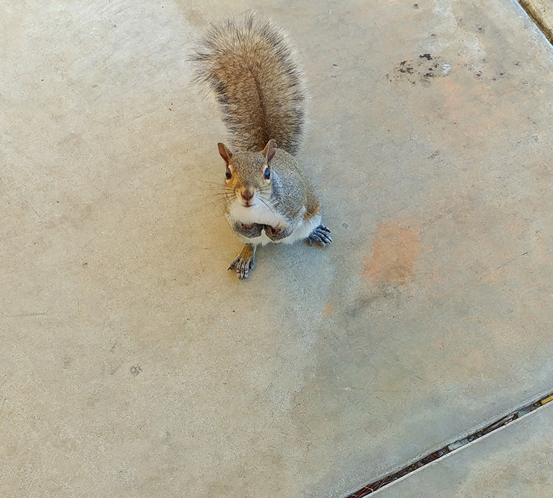 Squirrel Removal Wild Animal Removal Service in Florida