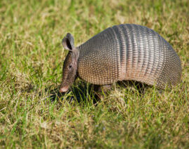 Armadillo Trapping and Removal