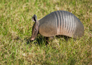 Armadillo Trapping and Removal