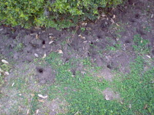 Armadillo Holes in my yard
